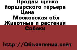 Продам щенка йорширского терьера › Цена ­ 8 000 - Московская обл. Животные и растения » Собаки   